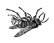 dead wasp image